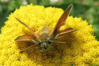 <i>Thymelicus sylvestris</i>