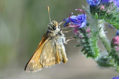 <i>Ochlodes sylvanus</i>