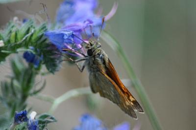<i>Ochlodes sylvanus</i>
