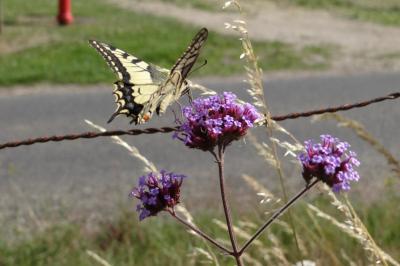<i>Papilio machaon</i>