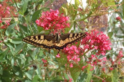 <i>Papilio machaon</i>