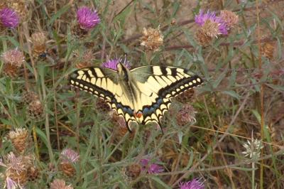 <i>Papilio machaon</i>