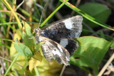 <i>Tyta luctuosa</i>