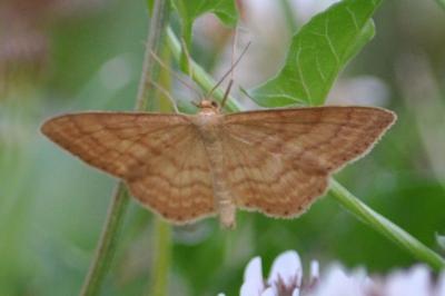<i>Idaea ochrata</i>