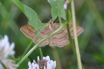 <i>Idaea ochrata</i>