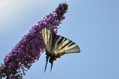 <i>Iphiclides podalirius</i>
