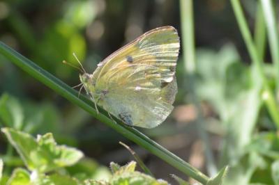 <i>Colias crocea</i>