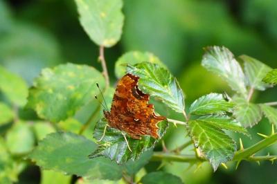 <i>Polygonia c-album</i>