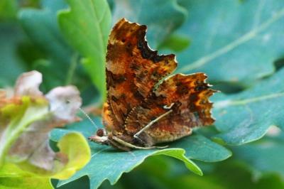 <i>Polygonia c-album</i>