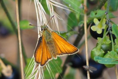 Thymelicus sylvestris