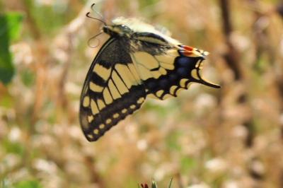 <i>Papilio machaon</i>