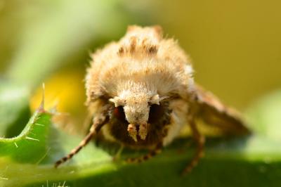 <i>Eremobia ochroleuca</i>