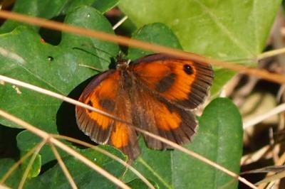 <i>Pyronia tithonus</i>
