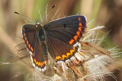 <i>Aricia agestis</i>