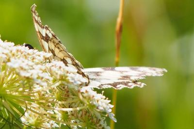 <i>Melanargia galathea</i>