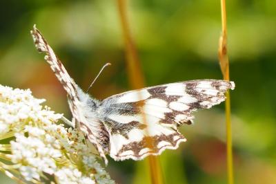 <i>Melanargia galathea</i>