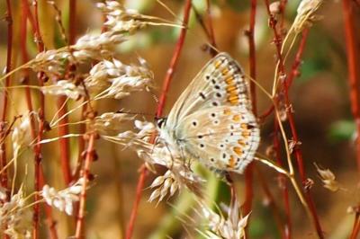 <i>Aricia agestis</i>