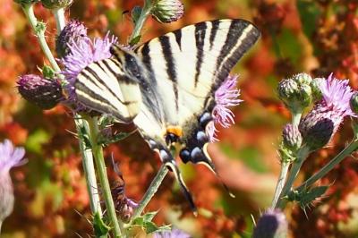 <i>Iphiclides podalirius</i>