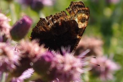 <i>Aglais io</i>