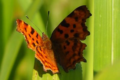 <i>Polygonia c-album</i>