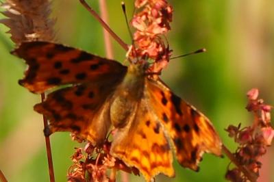 <i>Polygonia c-album</i>