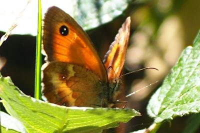<i>Pyronia tithonus</i>