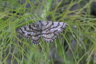 <i>Ematurga atomaria</i>