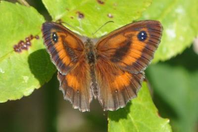 <i>Pyronia tithonus</i>