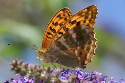 <i>Argynnis paphia</i>