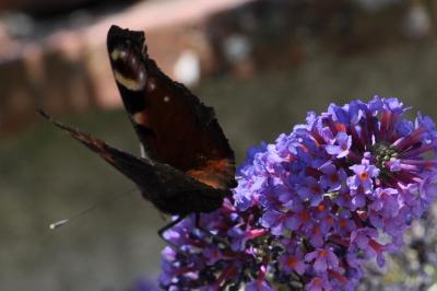 <i>Aglais io</i>