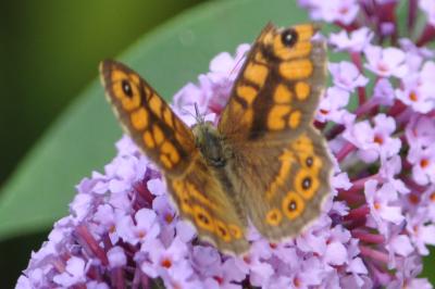 <i>Lasiommata megera</i>