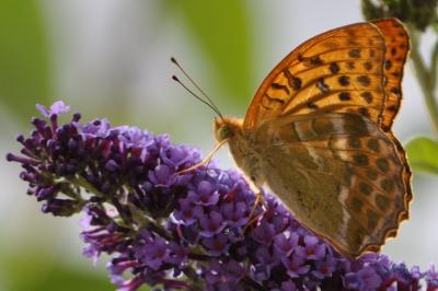 <i>Argynnis paphia</i>