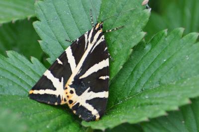 <i>Euplagia quadripunctaria</i>