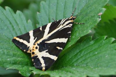 <i>Euplagia quadripunctaria</i>
