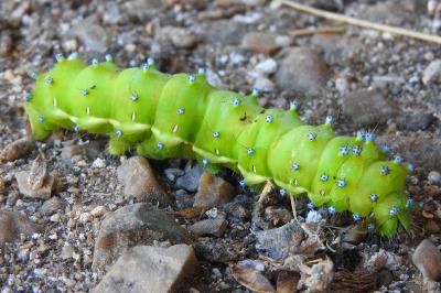 <i>Saturnia pyri</i>