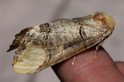 <i>Phalera bucephala</i>