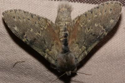 <i>Stauropus fagi</i>