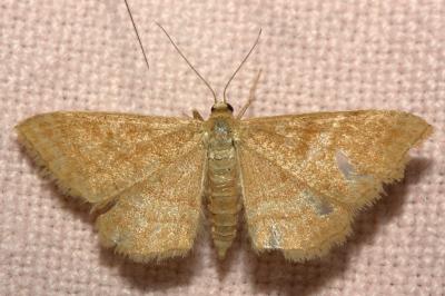 <i>Idaea ochrata</i>