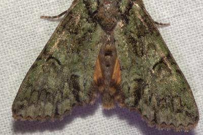 <i>Polyphaenis sericata</i>