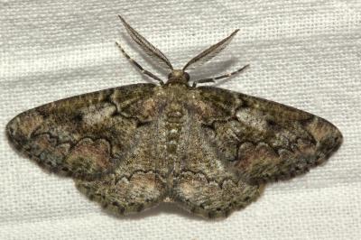 <i>Cleorodes lichenaria</i>