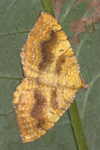 <i>Camptogramma bilineata</i>