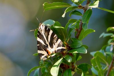 <i>Euplagia quadripunctaria</i>