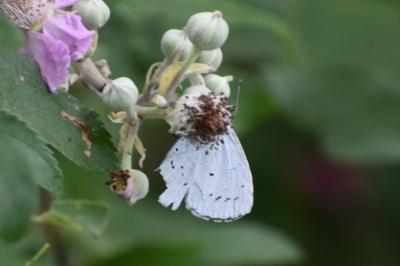 <i>Celastrina argiolus</i>