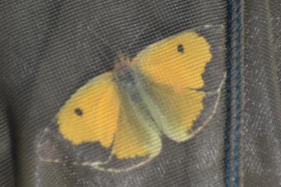 <i>Colias crocea</i>