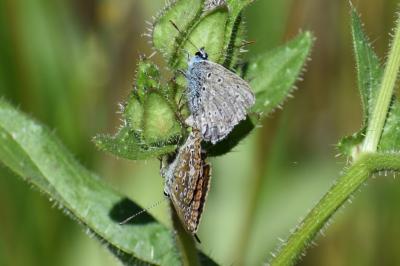 <i>Polyommatus icarus</i>