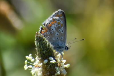 <i>Aricia agestis</i>