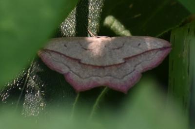 <i>Timandra comae</i>