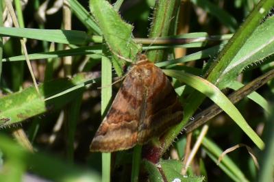 <i>Euclidia glyphica</i>