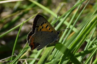<i>Lycaena phlaeas</i>