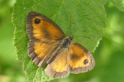 <i>Pyronia tithonus</i>